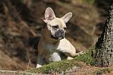 BOULEDOGUE FRANCAIS 543